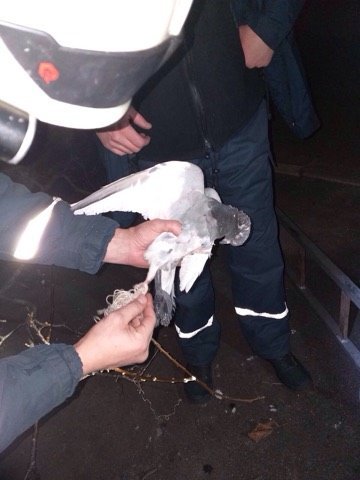 Минутка добра: в Днепре пожарные спасли голубя (ФОТО) - рис. 1