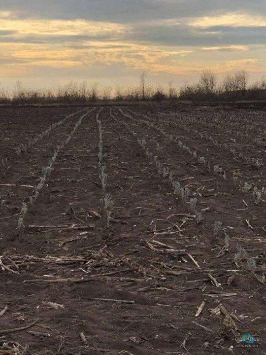 Новая фотозона: В Тарасовке появилось лавандовое поле - рис. 1