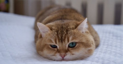 Возьми кота к себе домой