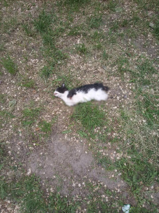 Отрезанные лапки и хвосты: в Днепре опять объявился убийца кошек (ФОТО 18+) - рис. 3