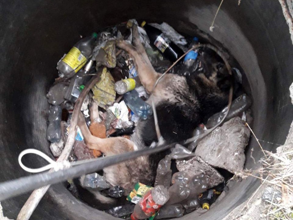 Мог погибнуть: в Днепре пес всю ночь пролежал в колодце на куче мусора (ФОТО) - рис. 1