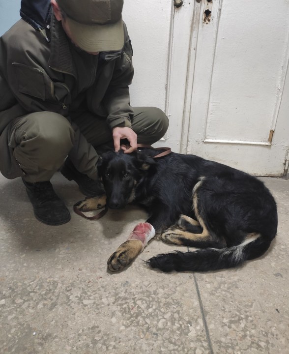 Собака, которую спас неравнодушный житель Днепра. 