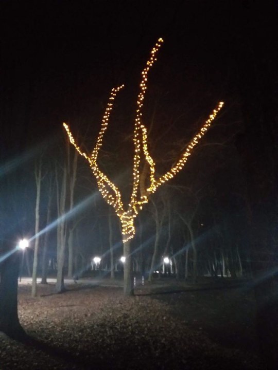 Загадай до нового года: в парке Гагарина появилось дерево желаний - рис. 1