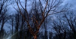 Загадай до нового года: в парке Гагарина появилось дерево желаний - рис. 16