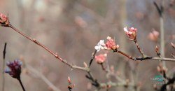 Демо-версия весны: в ботсаду ДНУ из-за потепления проснулись растения (ФОТО) - рис. 19