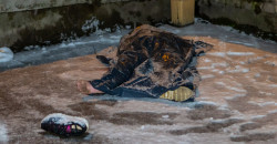 В Днепре пенсионерка выпала из окна своей квартиры - рис. 18