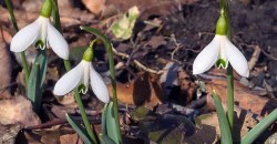 Что-то пошло не так: в Кривом Роге расцвели подснежники (ФОТО) - рис. 10