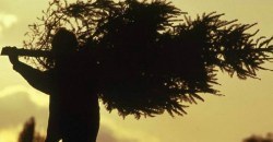 В Днепре рассказали, как опознать краденую елку - рис. 14