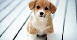 Хорошо, что не убило: на Соборной площади собаку ударило током от новогодней конструкции - рис. 1