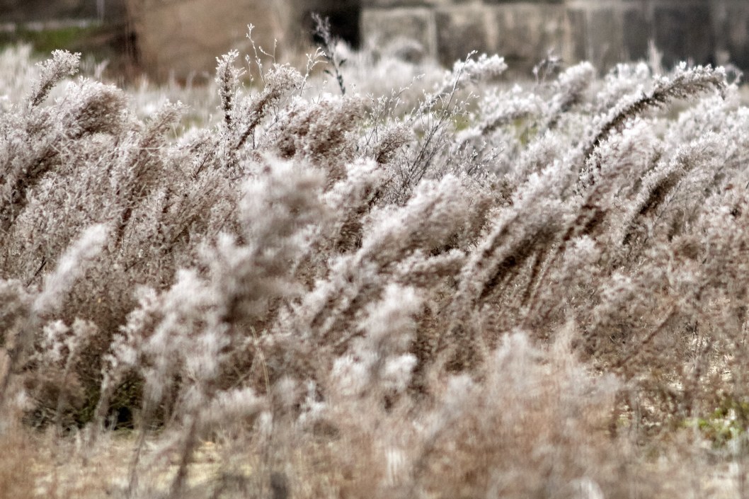 Почти как в "Холодном сердце": как выглядит набережная Днепра в тумане и инее (ФОТО) - рис. 11
