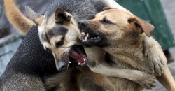 Берегись: в Днепре бегает агрессивная стая из 18 собак