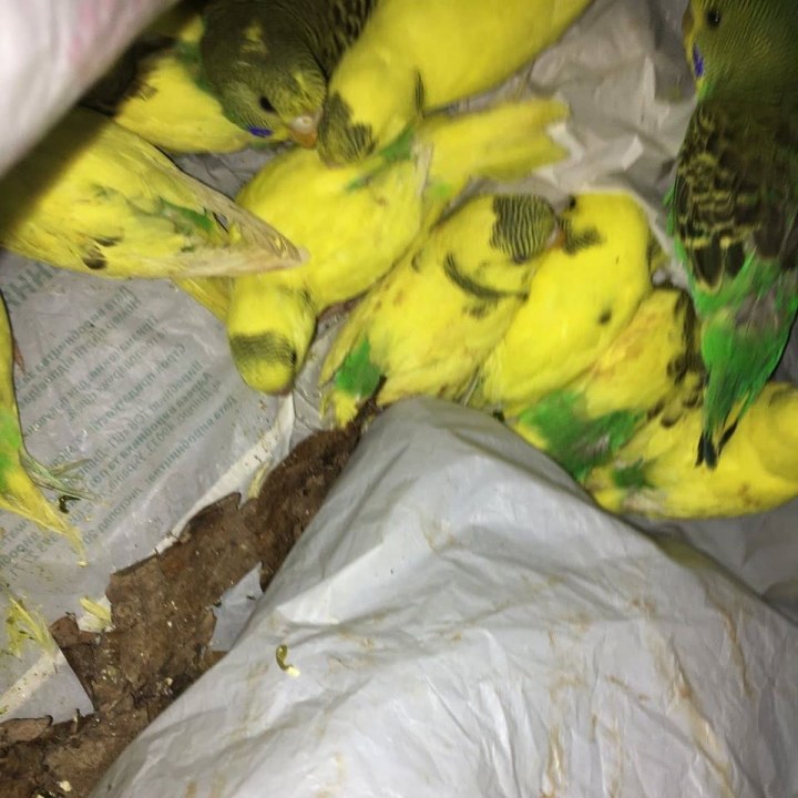 В Харькове в лесу нашли полсотни попугаев (ФОТО, ВИДЕО) - рис. 1