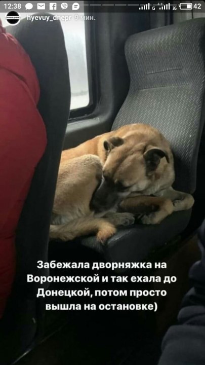 Испугался салютов: в Днепре сбежавший из дому пес катался в маршрутках - рис. 2