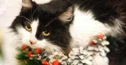 В Днепре зоозащитники сделали Рождественскую фотосессию с котиками, больными лейкозом (ФОТО) - рис. 14