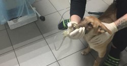 Береги питомца: на Фрунзенском разбрасывают отравленную колбасу - рис. 12