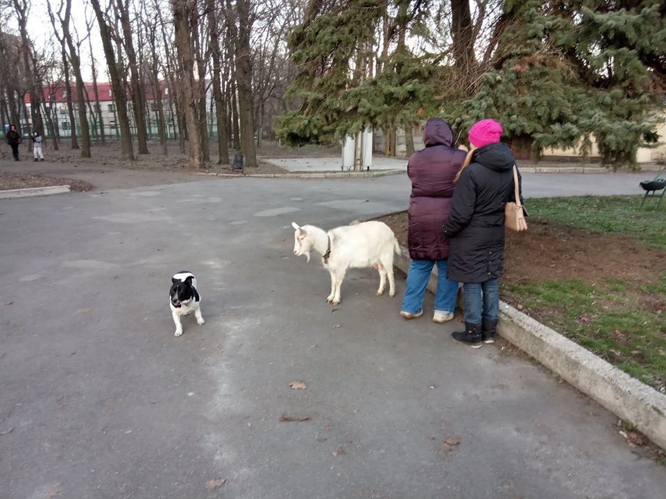 В парке Днепра играли коза и собака (ФОТО) - рис. 1