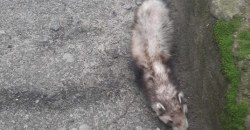 Хищный беглец: днепряне разыскивают хозяев животного (ФОТО) - рис. 7