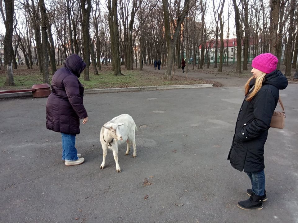 В парке Днепра играли коза и собака (ФОТО) - рис. 2