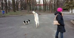 В парке Днепра играли коза и собака (ФОТО) - рис. 11