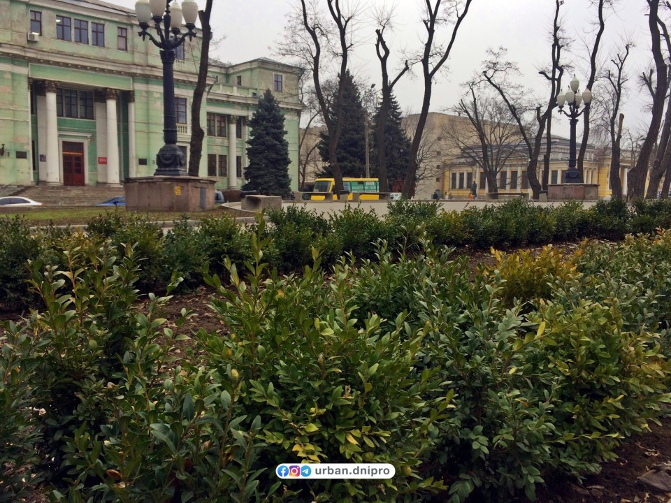 В Днепре на проспекте Яворницкого высадили вечнозеленые кусты (ФОТО) - рис. 3