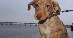 В Днепре ищут хозяина бездомного щенка - рис. 8