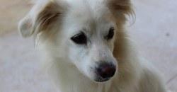 Собаку, которую сбросили с моста в Запорожье, прооперировали и она чувствует себя лучше - рис. 16