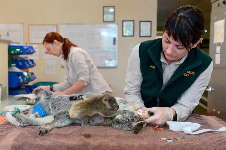 Самая сильная любовь: в Австралии врачи спасли двух коал, которых сбила машина - рис. 2