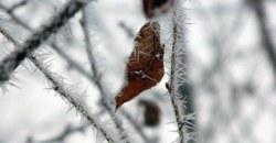 Какая погода будет в Днепре 16 января - рис. 12