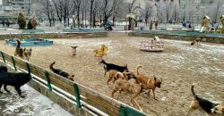 В Днепре в районе Слобожанского проспекта бегает огромная свора собак (ФОТО) - рис. 12