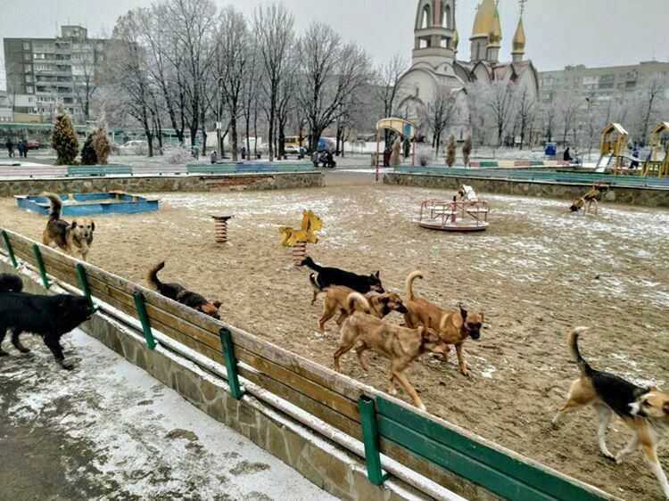 В Днепре в районе Слобожанского проспекта бегает огромная свора собак (ФОТО) - рис. 1