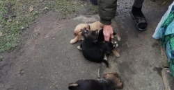 Ну что за люди: на Игрени в Крещенской купели топили щенков (ФОТО) - рис. 2