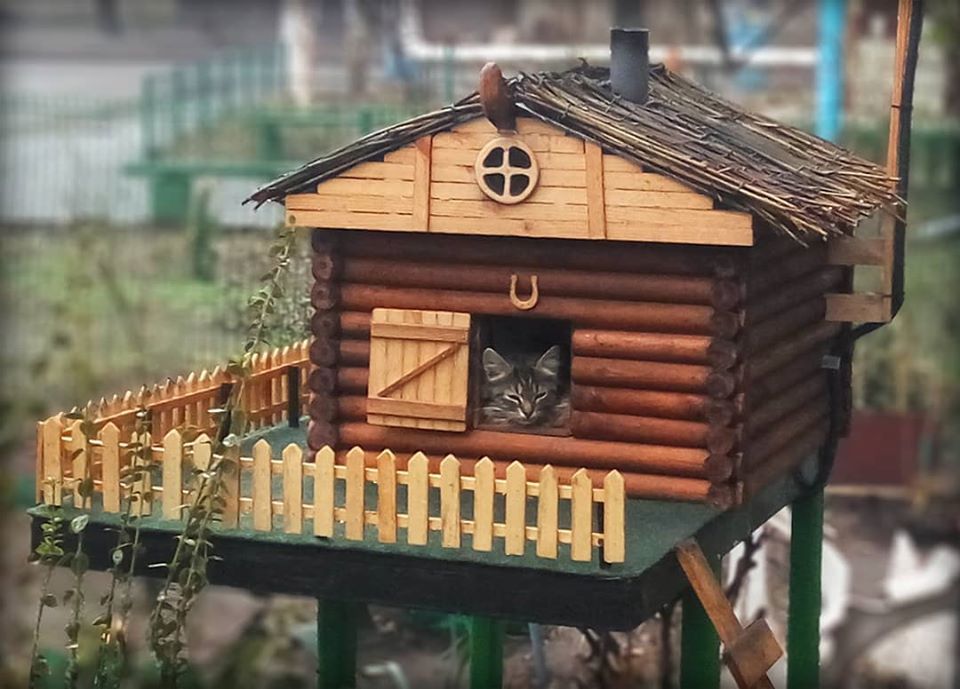 Кошка приютила чужих котят: кто поселился в домике во дворе на Калиновой (ФОТО) - рис. 1