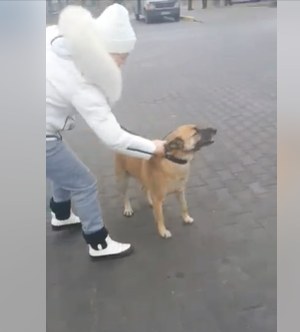 Испугался салютов: в Днепре сбежавший из дому пес катался в маршрутках - рис. 3