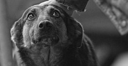 В Днепре живодер снял шкуру с собаки и выбросил ее на Казакова (Фото 18+)