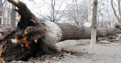 Картина маслом: на детскую площадку в Днепре упало гнилое дерево (ФОТО) - рис. 20