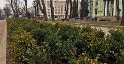В Днепре на проспекте Яворницкого высадили вечнозеленые кусты (ФОТО) - рис. 9