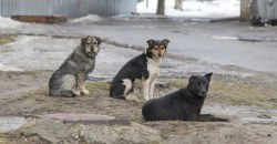 Первые жертвы непогоды: под Днепром убило током стаю собак из-за оборванных проводов - рис. 13