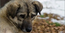 В Кривом Роге полицейский-живодер проткнул вилами собаку, а затем бросил ее в костер - рис. 1