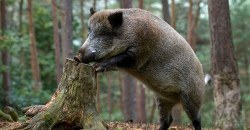 В Днепропетровской области провели перепись кабанов, зайцев и фазанов - рис. 22