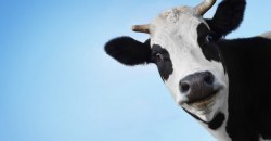 На Днепропетровщине спасатели выручали беременную корову из ловушки - рис. 8