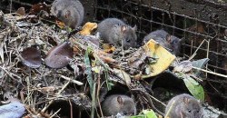 Объявился: застройщик начал ликвидировать помойку с крысами в центре Днепра (ВИДЕО) - рис. 13