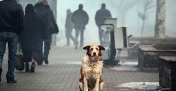 В Днепре на Соколе застрелили чипированную собаку Кнопку (ФОТО 18+) - рис. 18