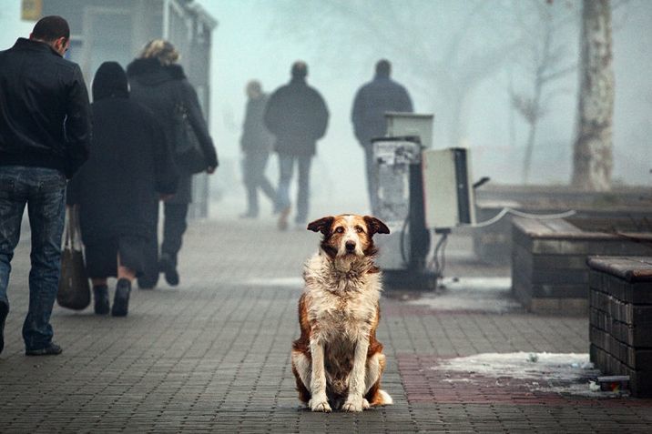 В Днепре на Соколе застрелили чипированную собаку Кнопку (ФОТО 18+) - рис. 3