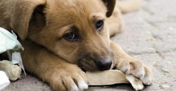 На Днепропетровщине работники центра обращения с животными бросили собаку под наркозом посреди улицы - рис. 16