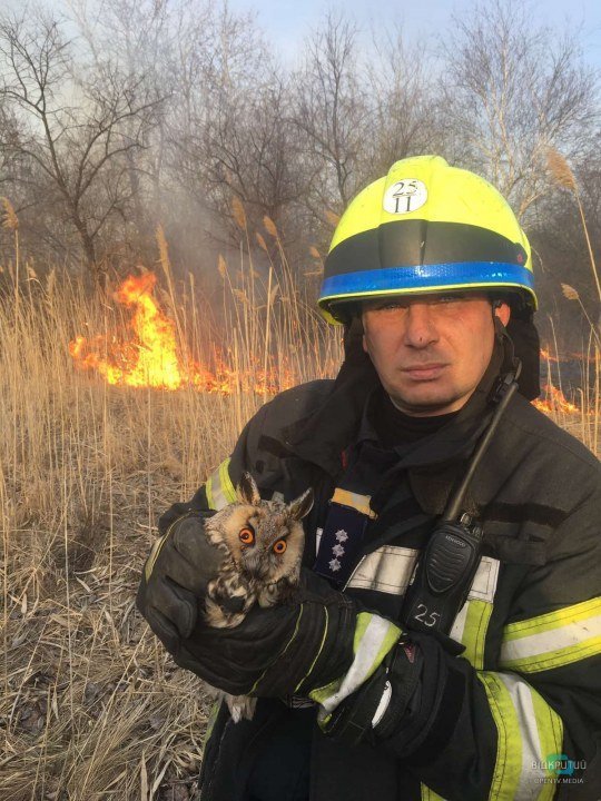 Потепление: в Днепре на пожаре в лесу спасли сову (ФОТО, ВИДЕО) - рис. 4