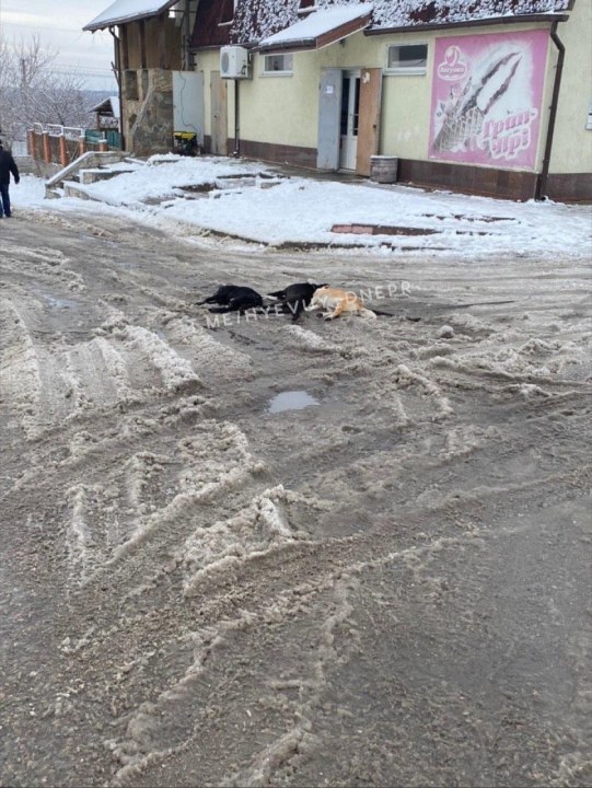 Первые жертвы непогоды: под Днепром убило током стаю собак из-за оборванных проводов - рис. 1