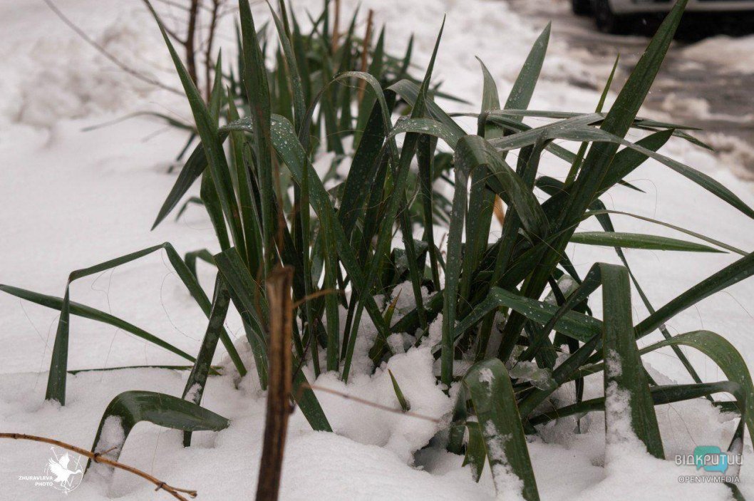 Завтра снег начнет таять: как выглядит заснеженный Днепр перед потеплением (ФОТО) - рис. 7