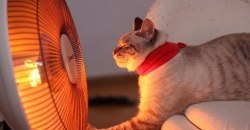 В Днепре ликвидировали предприятие, которое поставляет тепло жителям двух районов - рис. 13