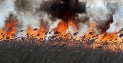 Люди, очнитесь: на Днепропетровщине произошли массовые пожары в экосистемах (ФОТО, ВИДЕО) - рис. 4