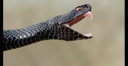 В Днепре на набережную выползают змеи (ФОТО) - рис. 9